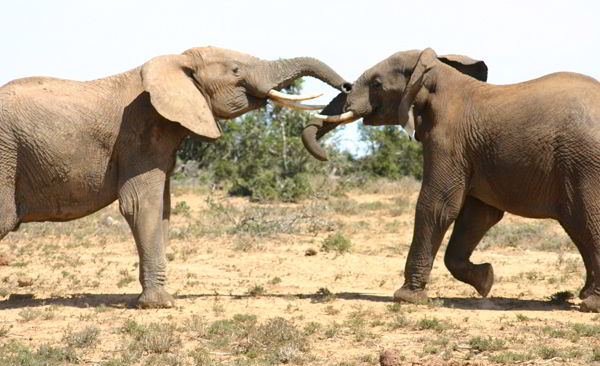 Elefanten im Addo Park